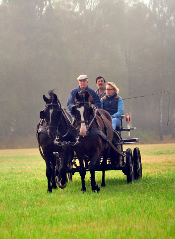 Schwalbenprinz v. Kostolany und Apollo v. Ruffian Reef xx aus dem Gestt Hmelschenburg - gefahren von Heinrich Freiherr von Senden
 - copyright by Beate Langels