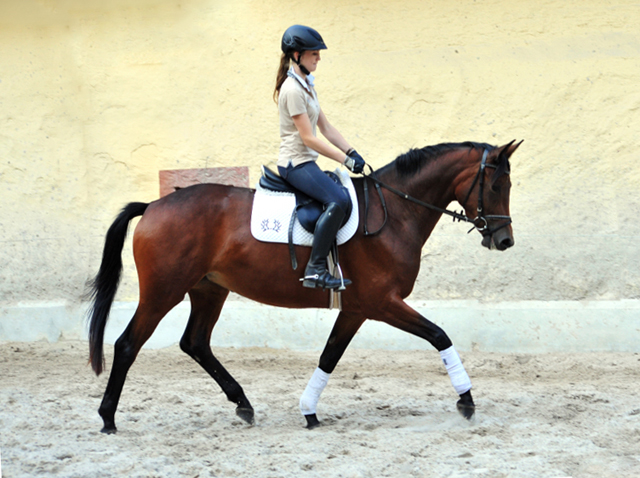 Klassic Touch - Trakehner Stute von Oliver Twist u.d. Pr. u. StPrSt. Klassic v. Freudenfest u.d. Elitestute Kassuben v. Enrico Caruso - Gestt Hmelschenburg - Beate Langels