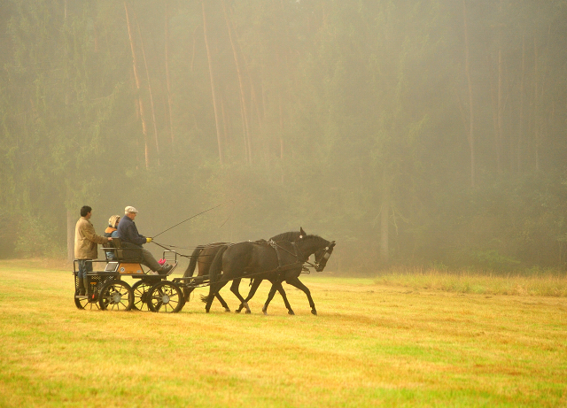 Schwalbenprinz v. Kostolany und Apollo v. Ruffian Reef xx aus dem Gestt Hmelschenburg - gefahren von Heinrich Freiherr von Senden
 - copyright by Beate Langels