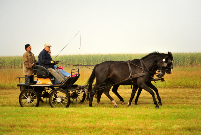 Schwalbenprinz v. Kostolany und Apollo v. Ruffian Reef xx aus dem Gestt Hmelschenburg - gefahren von Heinrich Freiherr von Senden
 - copyright by Beate Langels