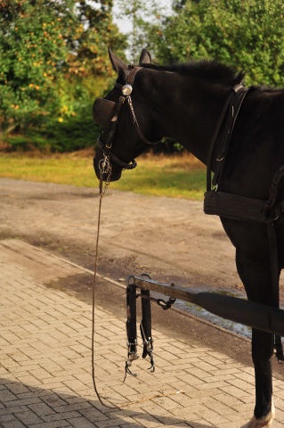 Schwalbenprinz v. Kostolany und Apollo v. Ruffian Reef xx aus dem Gestt Hmelschenburg - gefahren von Heinrich Freiherr von Senden
 - copyright by Beate Langels