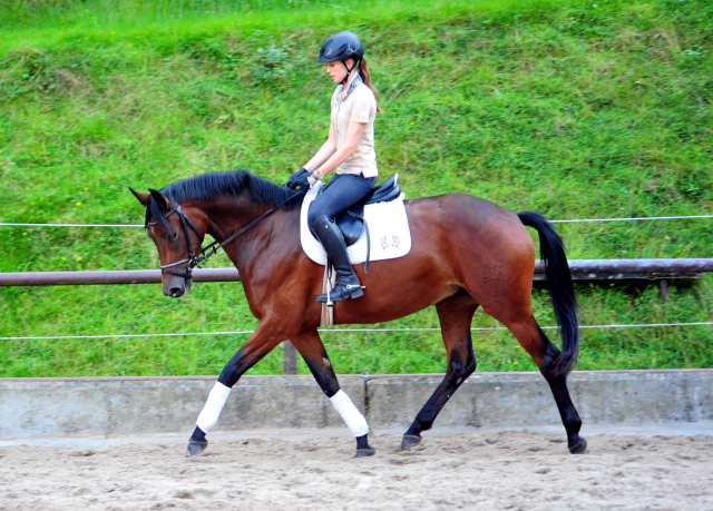 Klassic Touch - Trakehner Stute von Oliver Twist u.d. Pr. u. StPrSt. Klassic v. Freudenfest u.d. Elitestute Kassuben v. Enrico Caruso - Gestt Hmelschenburg - Beate Langels
