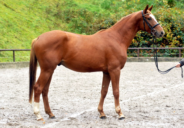 3jhriger Trakehner von Freudenfest u.d. Mainau v. Caanitz