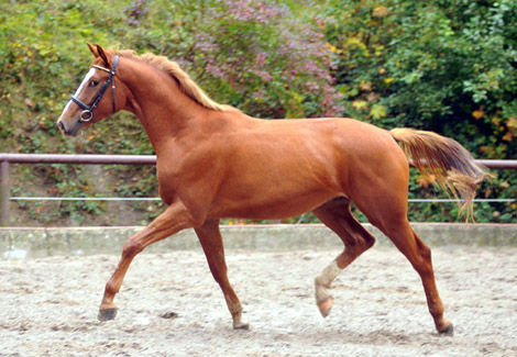 3j�hriger Trakehner Wallach von Freudenfest u.d. Mainau v. Caanitz