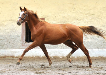 3jhriger Trakehner von Freudenfest u.d. Mainau v. Caanitz
