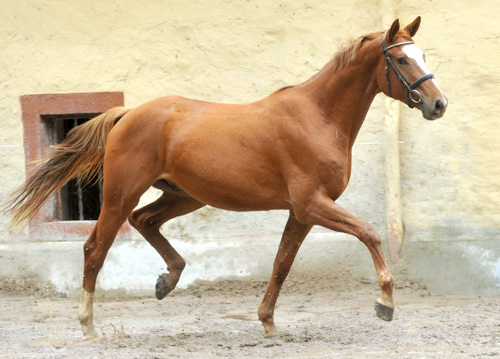 3jhriger Trakehner von Freudenfest u.d. Mainau v. Caanitz