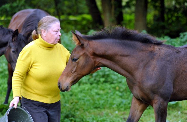 Trakehner Stutfohlen von Saint Cyr - Polarion - Rockefeller , Foto: Beate Langels - Trakehner Gestt Hmelschenburg