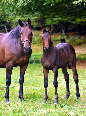 Trakehner Stutfohlen von Saint Cyr - Polarion - Rockefeller , Foto: Beate Langels - Trakehner Gestt Hmelschenburg