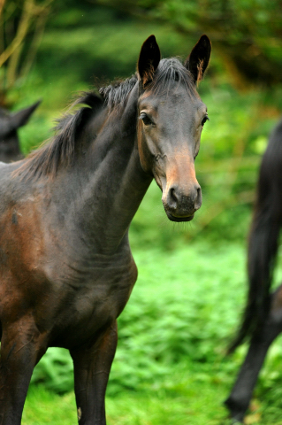 Trakehner Stutfohlen von Oliver Twist - Summertime - Rockefeller , Foto: Beate Langels - Trakehner Gestt Hmelschenburg