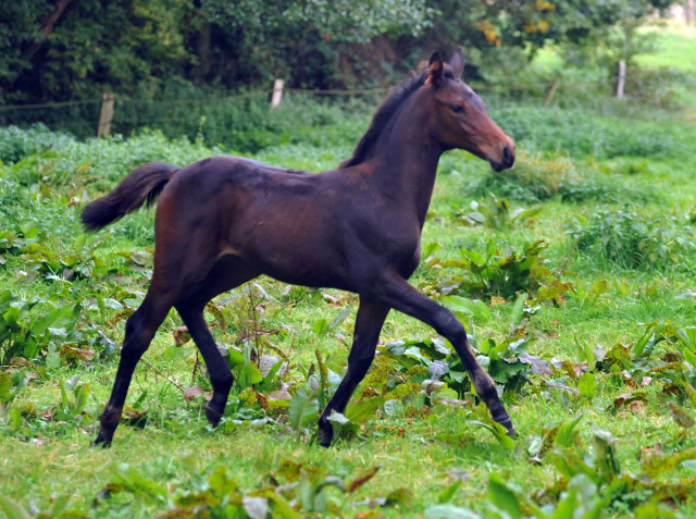 Trakehner Stutfohlen von Saint Cyr - Polarion - Rockefeller , Foto: Beate Langels - Trakehner Gestt Hmelschenburg