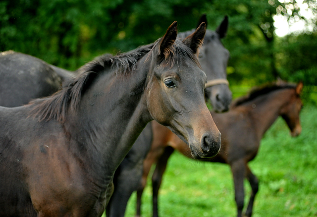 Trakehner Stutfohlen von Oliver Twist - Summertime - Rockefeller , Foto: Beate Langels - Trakehner Gestt Hmelschenburg