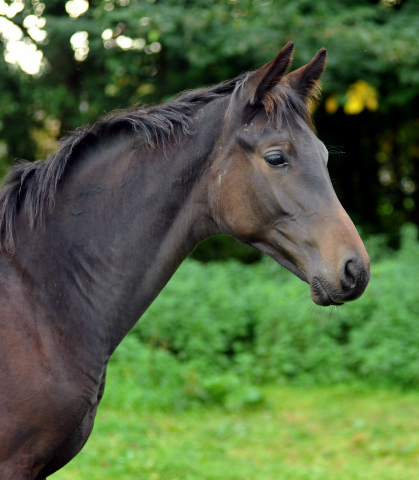 Trakehner Stutfohlen von Oliver Twist - Summertime - Rockefeller , Foto: Beate Langels - Trakehner Gestt Hmelschenburg