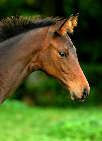 Trakehner Stutfohlen von Saint Cyr - Polarion - Rockefeller , Foto: Beate Langels - Trakehner Gestt Hmelschenburg