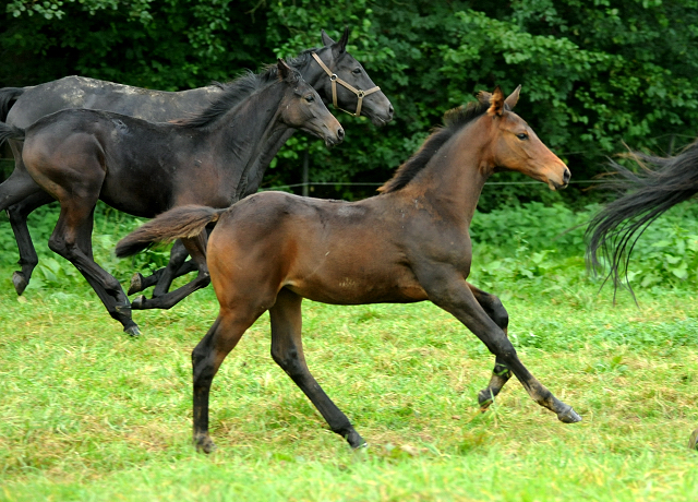 Trakehner Stutfohlen von Saint Cyr - Polarion - Rockefeller , Foto: Beate Langels - Trakehner Gestt Hmelschenburg