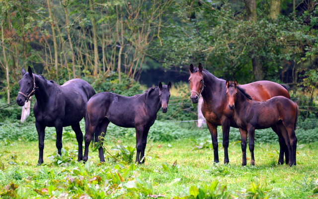 Trakehner Stutfohlen von Saint Cyr - Polarion - Rockefeller , Foto: Beate Langels - Trakehner Gestt Hmelschenburg