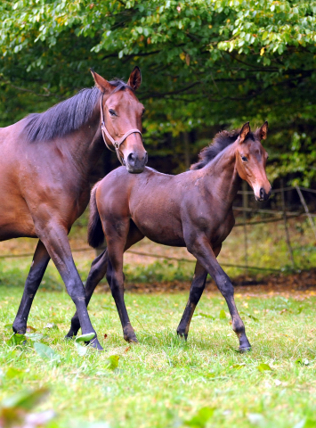 Trakehner Stutfohlen von Saint Cyr - Polarion - Rockefeller , Foto: Beate Langels - Trakehner Gestt Hmelschenburg