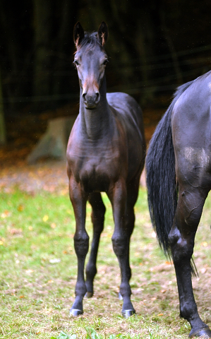 Trakehner Stutfohlen von Oliver Twist - Summertime - Rockefeller , Foto: Beate Langels - Trakehner Gestt Hmelschenburg
