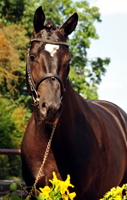 Trakehner Hengst von Saint Cyr x Alter Fritz x Kostolany, Foto: Beate Langels Gestt Hmelschenburg