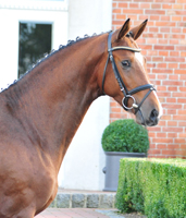 Kacyro - Trakehner Hengst von Saint Cyr x Freudenfest, Foto: Beate Langels Gestt Hmelschenburg
