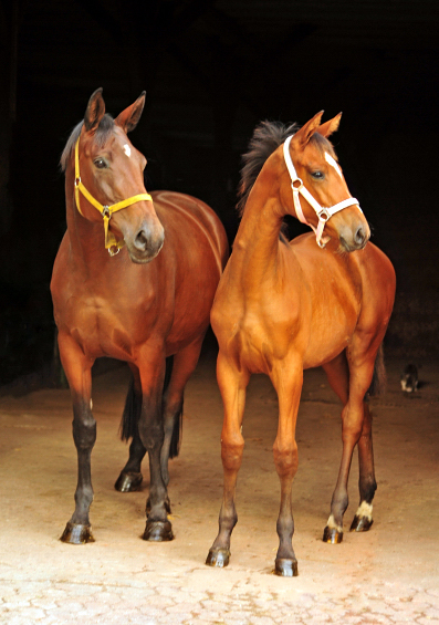 Schwalbenlicht und ihre Tochter Schwalbe's Highlight  6. Oktober 2019 - Trakehner Gestt Hmelschenburg - Beate Langels