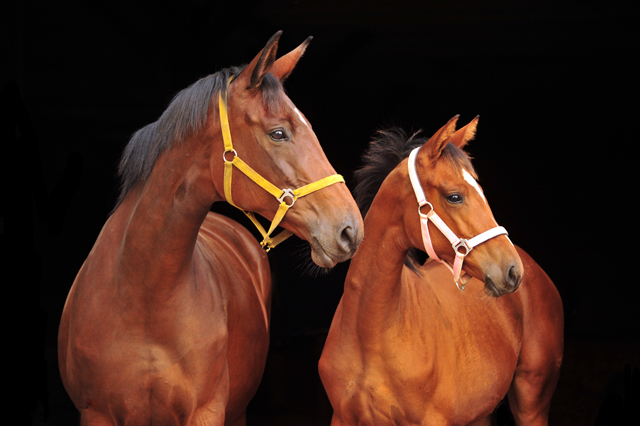 Schwalbenlicht und ihre Tochter Schwalbe's Highlight - 6. Oktober 2019 - Trakehner Gestt Hmelschenburg - Beate Langels