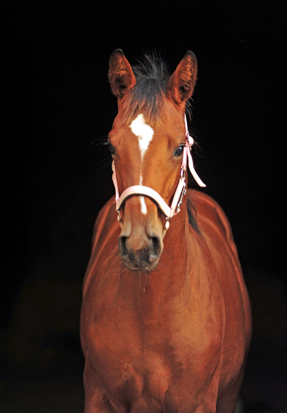 Abschied von Schwalbe's Highlight am 6. Oktober 2019 - Trakehner Gestt Hmelschenburg - Beate Langels