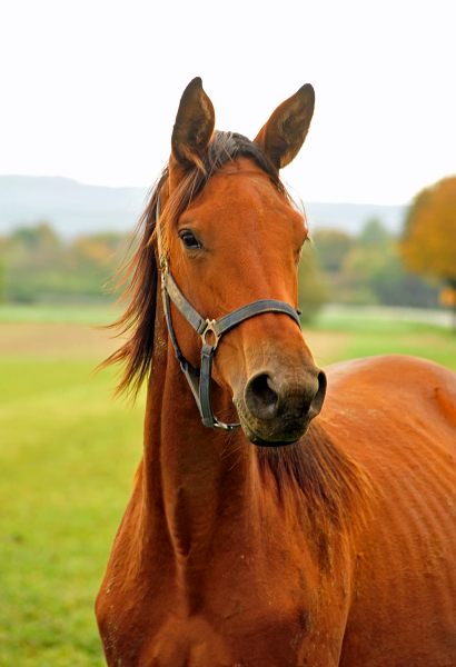 Schwalbe's Beauty v. High Motion - 6. Oktober 2019 - Trakehner Gestt Hmelschenburg - Beate Langels