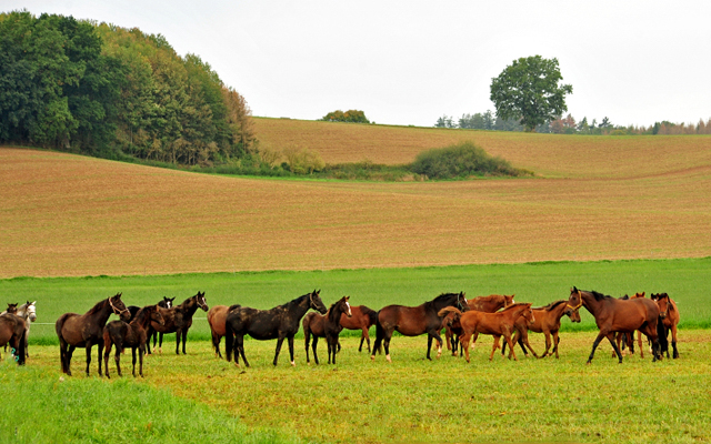 Stuten und Fohlen auf der Feldweide Anfang Oktober 2019 - Trakehner Gestt Hmelschenburg - Beate Langels