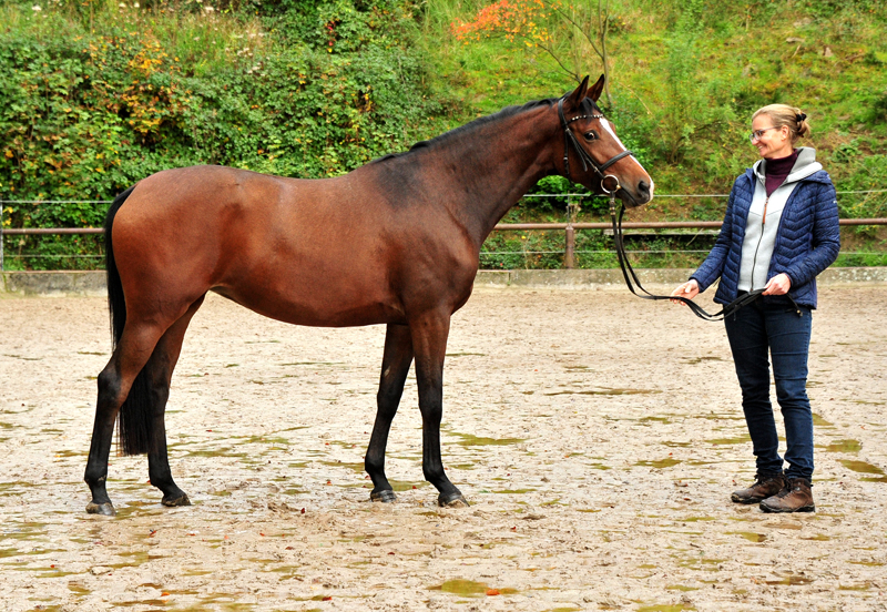 3jhrige Stute Schwalbenaura v. Kacyo u.d. Schwalbensage v. Grand Corazon - 
Trakehner Gestt Hmelschenburg - Foto: Beate Langels