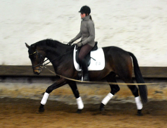 Hirtenglanz von Grand Passion x Summertime - gerade angeritten - Foto: Beate Langels - Trakehner Gestt Hmelschenburg