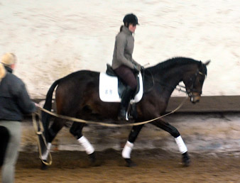 Hirtenglanz von Grand Passion x Summertime - gerade angeritten - Foto: Beate Langels - Trakehner Gestt Hmelschenburg