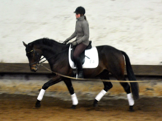 Hirtenglanz von Grand Passion x Summertime - gerade angeritten - Foto: Beate Langels - Trakehner Gestt Hmelschenburg