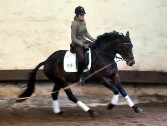 Hirtenglanz von Grand Passion x Summertime - gerade angeritten - Foto: Beate Langels - Trakehner Gestt Hmelschenburg