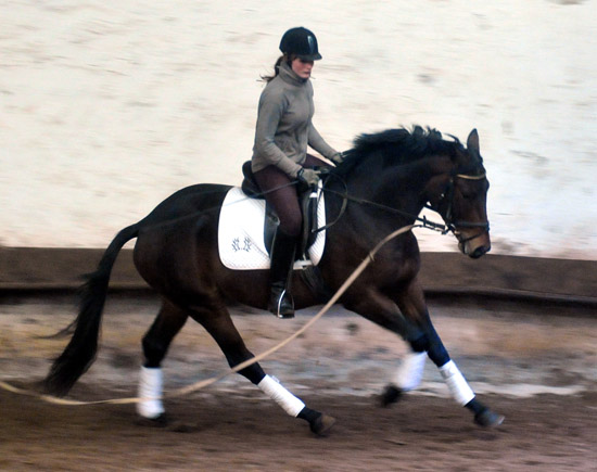 Hirtenglanz von Grand Passion x Summertime - gerade angeritten - Foto: Beate Langels - Trakehner Gestt Hmelschenburg