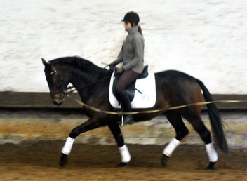 Hirtenglanz von Grand Passion x Summertime - gerade angeritten - Foto: Beate Langels - Trakehner Gestt Hmelschenburg