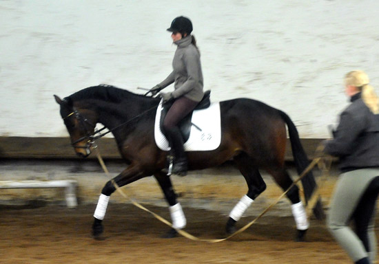 Hirtenglanz von Grand Passion x Summertime - gerade angeritten - Foto: Beate Langels - Trakehner Gestt Hmelschenburg