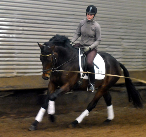 Hirtenglanz von Grand Passion x Summertime - gerade angeritten - Foto: Beate Langels - Trakehner Gestt Hmelschenburg