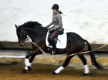 Hirtenglanz von Grand Passion x Summertime - gerade angeritten - Foto: Beate Langels - Trakehner Gestt Hmelschenburg