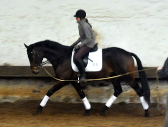 Hirtenglanz von Grand Passion x Summertime - gerade angeritten - Foto: Beate Langels - Trakehner Gestt Hmelschenburg