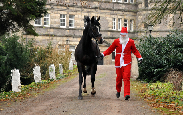 Der Nikolaus und Saint Cyr im Trakehner Gestt Hmelschenburg - Foto: Beate Langels