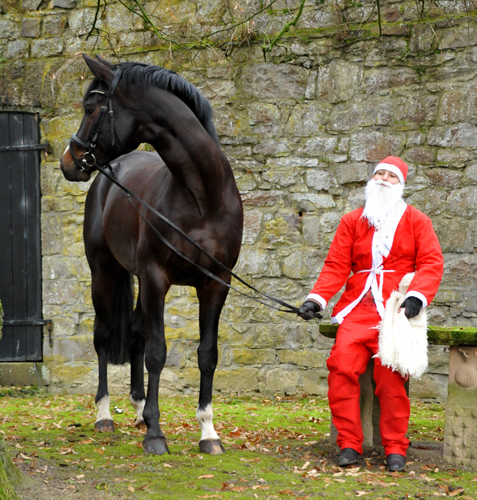 Der Nikolaus und Saint Cyr im Trakehner Gestt Hmelschenburg - Foto: Beate Langels