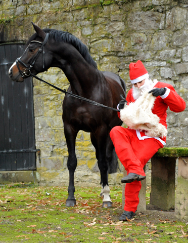 Der Nikolaus und Saint Cyr im Trakehner Gestt Hmelschenburg - Foto: Beate Langels