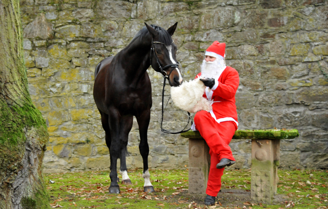 Der Nikolaus und Saint Cyr im Trakehner Gestt Hmelschenburg - Foto: Beate Langels