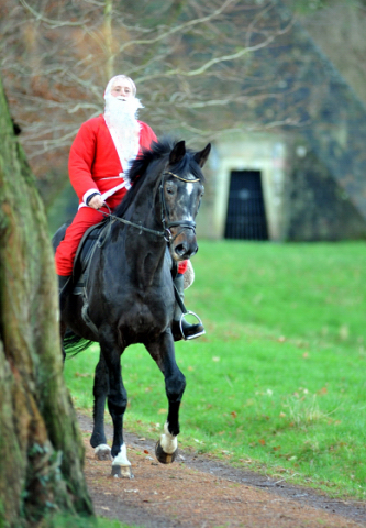 Der Hmelschenburger Trakehner Hengst Exclusiv und der Nikolaus - Foto: Beate Langels - Trakehner Gestt Hmelschenburg