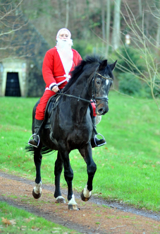 Der Hmelschenburger Trakehner Hengst Exclusiv und der Nikolaus - Foto: Beate Langels - Trakehner Gestt Hmelschenburg