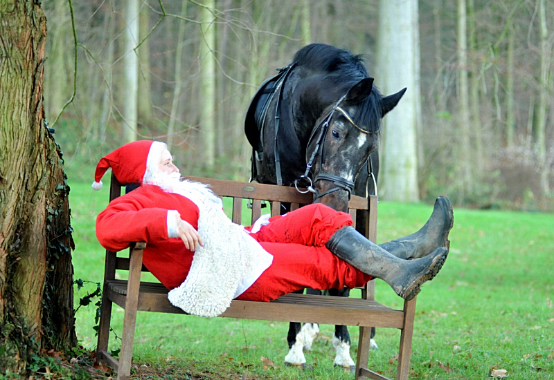 Der Hmelschenburger Trakehner Hengst Exclusiv und der Nikolaus - Foto: Beate Langels - Trakehner Gestt Hmelschenburg