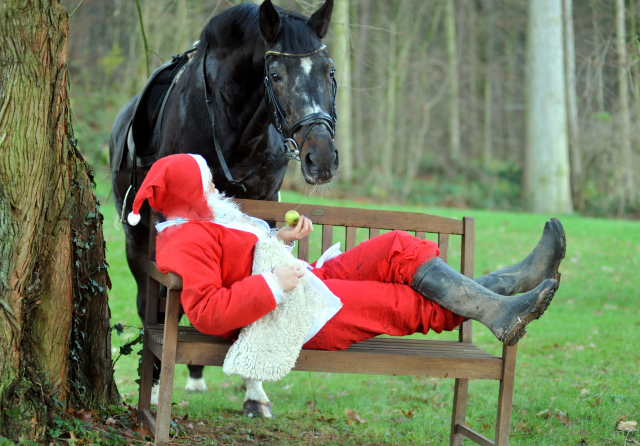 Der Hmelschenburger Trakehner Hengst Exclusiv und der Nikolaus - Foto: Beate Langels - Trakehner Gestt Hmelschenburg