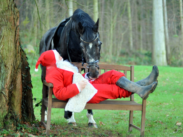 Der Hmelschenburger Trakehner Hengst Exclusiv und der Nikolaus - Foto: Beate Langels - Trakehner Gestt Hmelschenburg