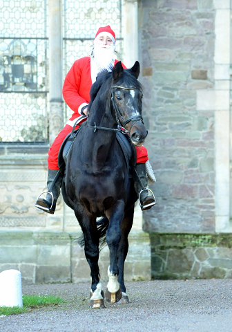 Der Hmelschenburger Trakehner Hengst Exclusiv und der Nikolaus - Foto: Beate Langels - Trakehner Gestt Hmelschenburg