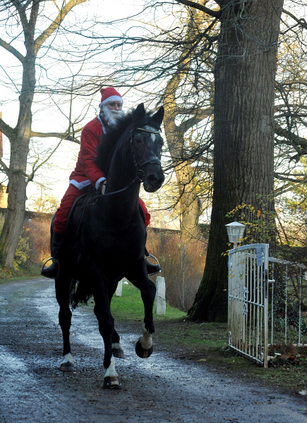 Der Hmelschenburger Trakehner Hengst Exclusiv und der Nikolaus - Foto: Beate Langels - Trakehner Gestt Hmelschenburg